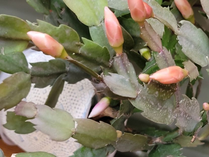 - Schlumbergera