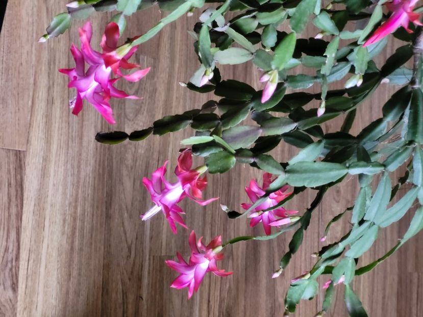  - Schlumbergera