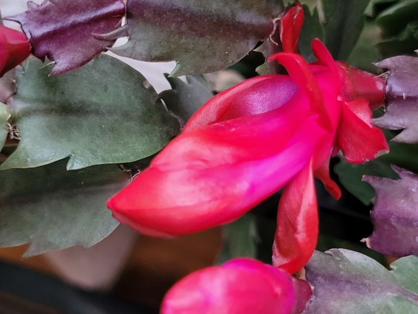  - Schlumbergera