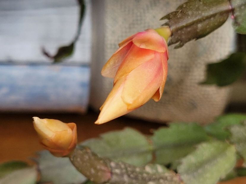  - Schlumbergera