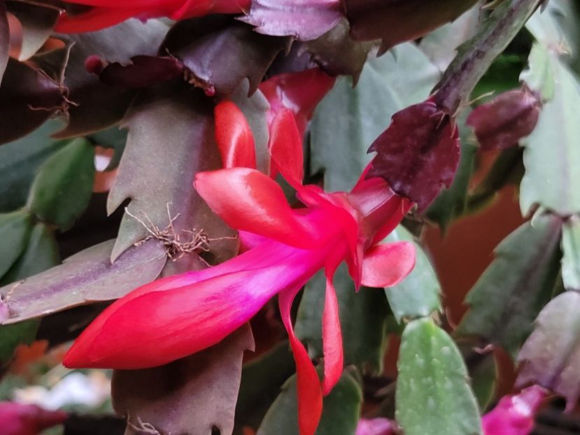  - Schlumbergera