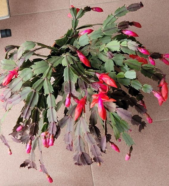  - Schlumbergera