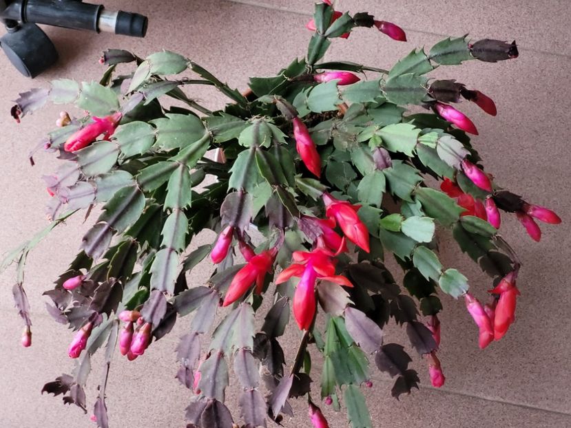  - Schlumbergera