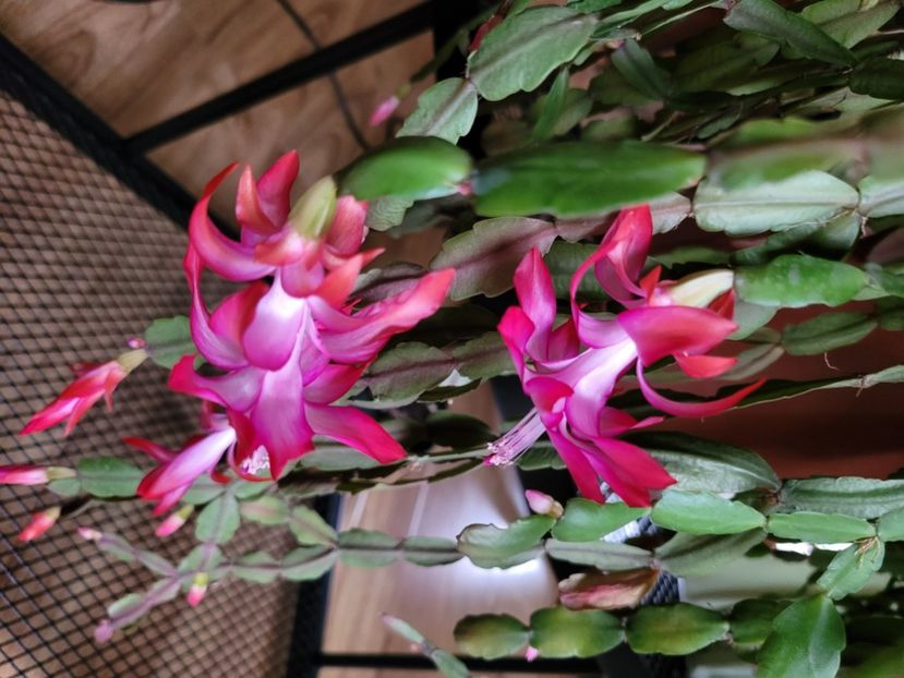  - Schlumbergera