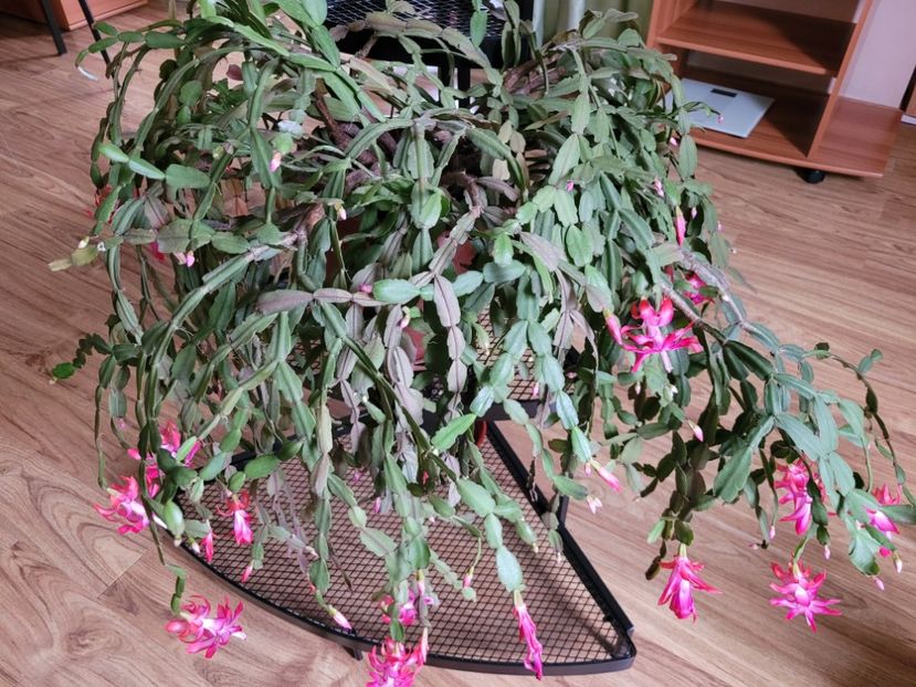  - Schlumbergera