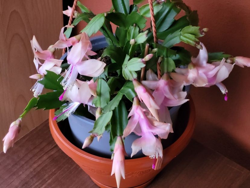  - Schlumbergera