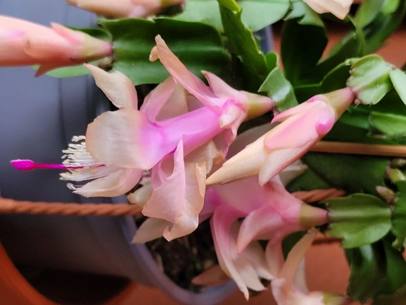  - Schlumbergera