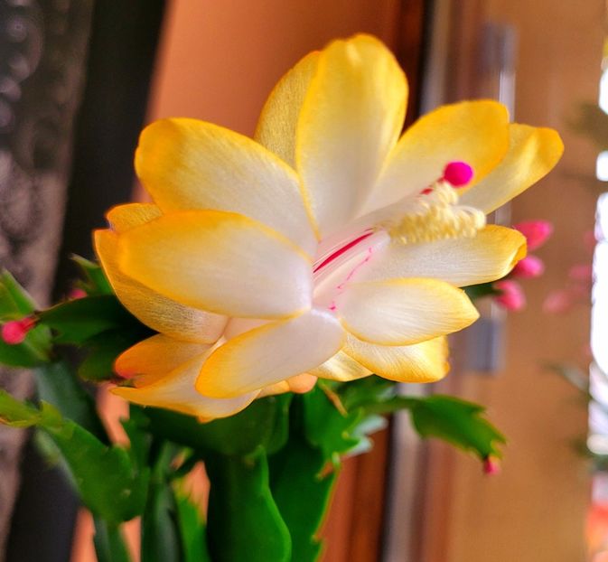  - Schlumbergera