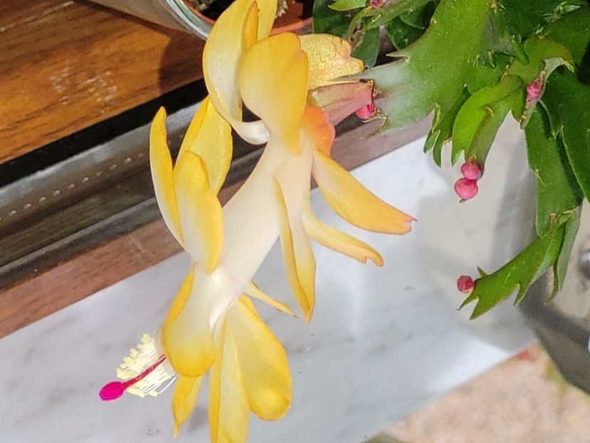  - Schlumbergera