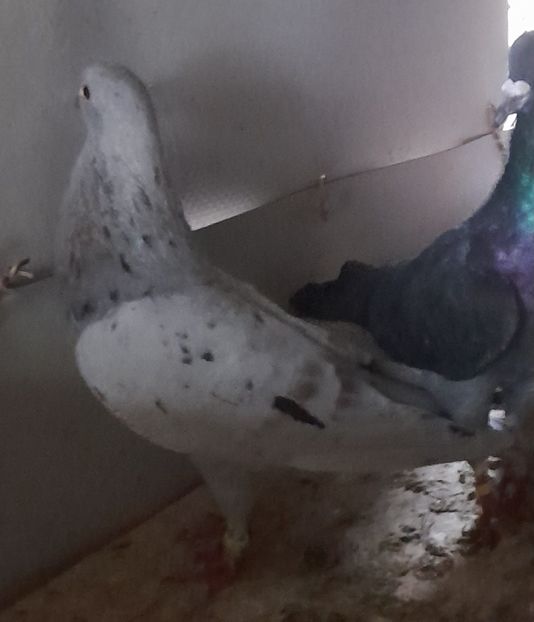  - porumbei culori deosebite