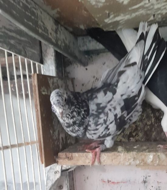  - porumbei culori deosebite