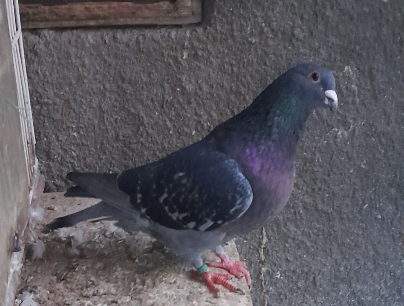 strasser - voiajor românesc de frumusețe - porumbei metisi