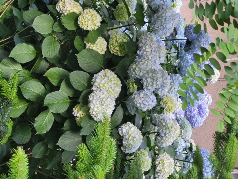  - Hortensia