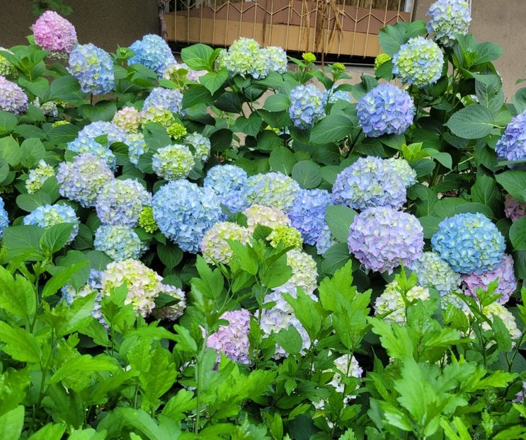 - Hortensia