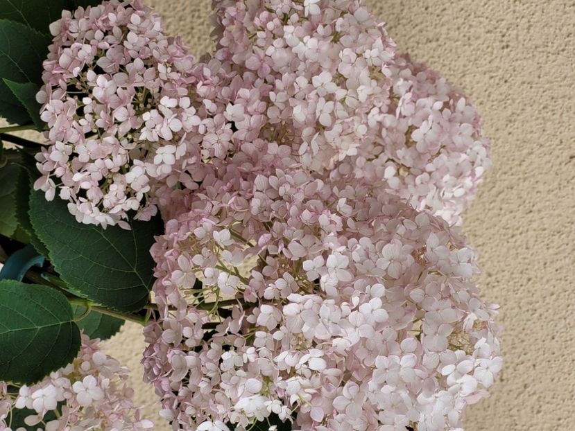  - Hortensia