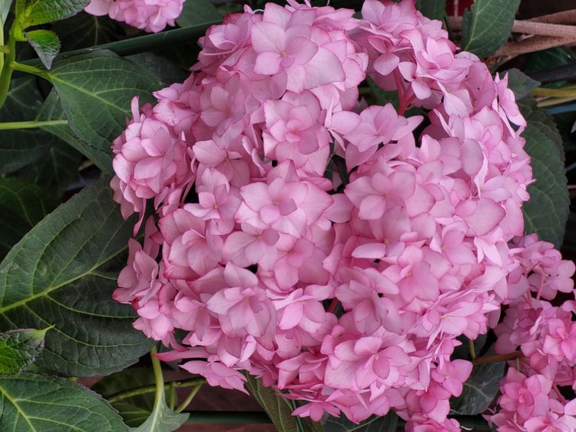 - Hortensia