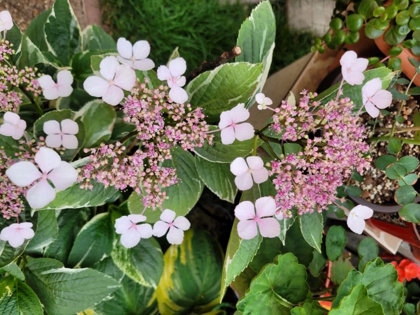  - Hortensia