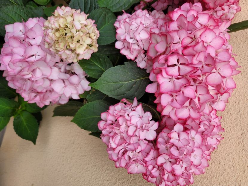  - Hortensia