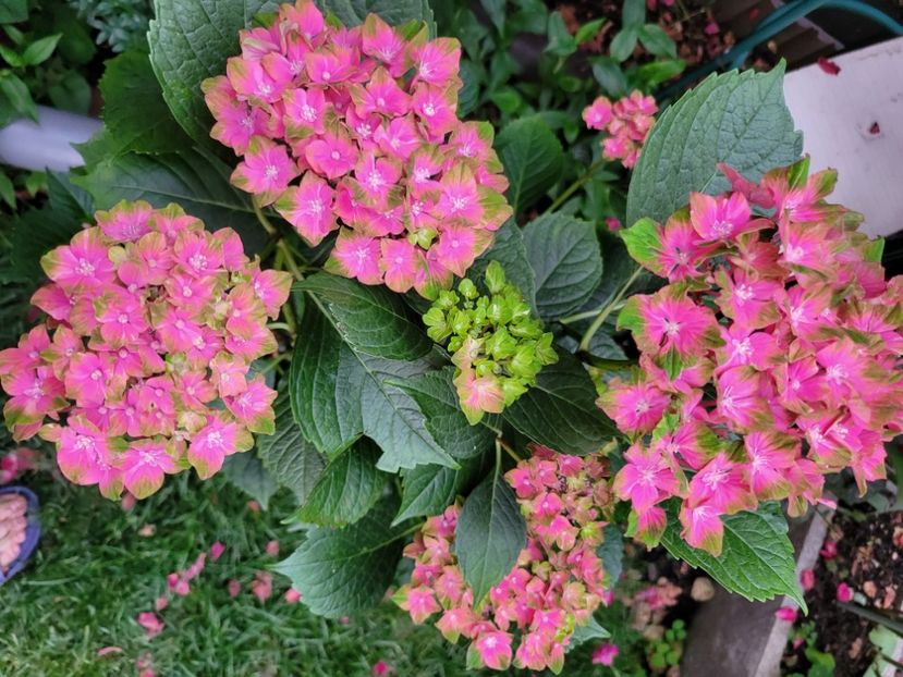  - Hortensia