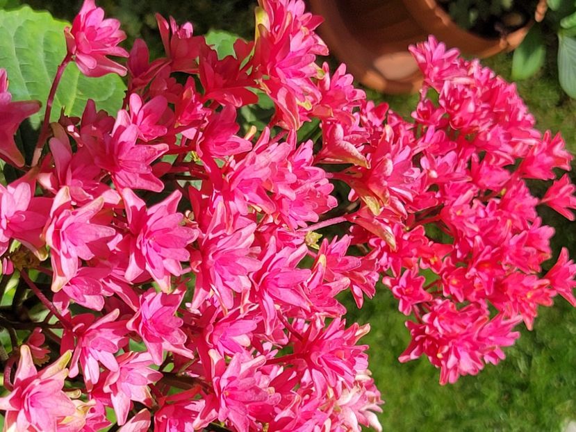  - Hortensia