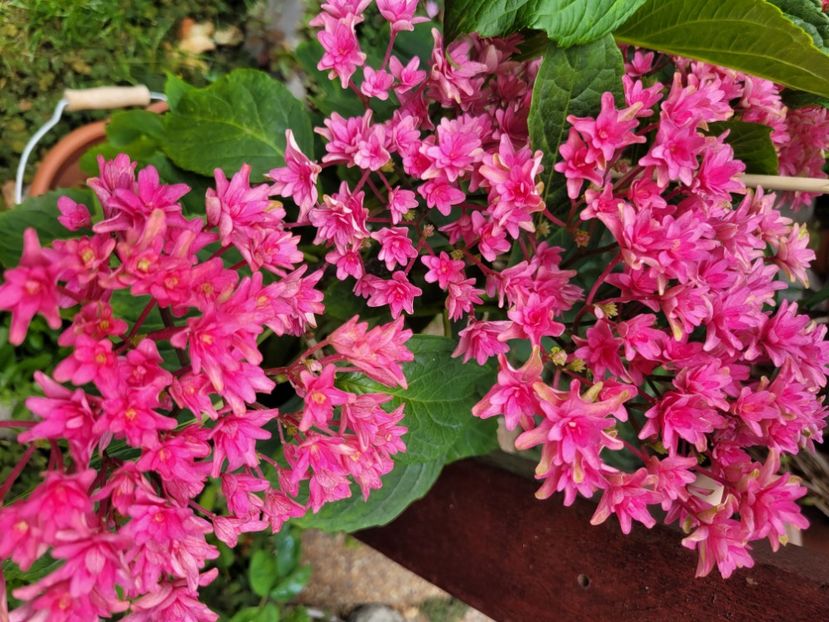  - Hortensia