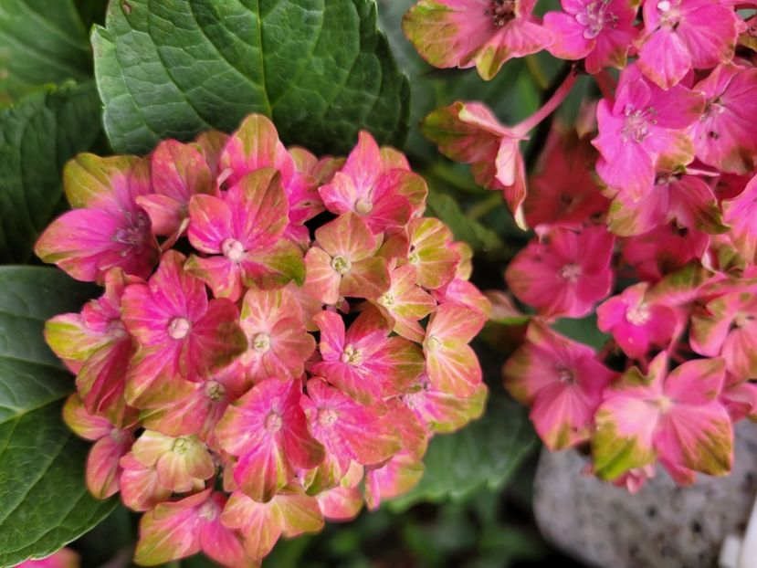  - Hortensia
