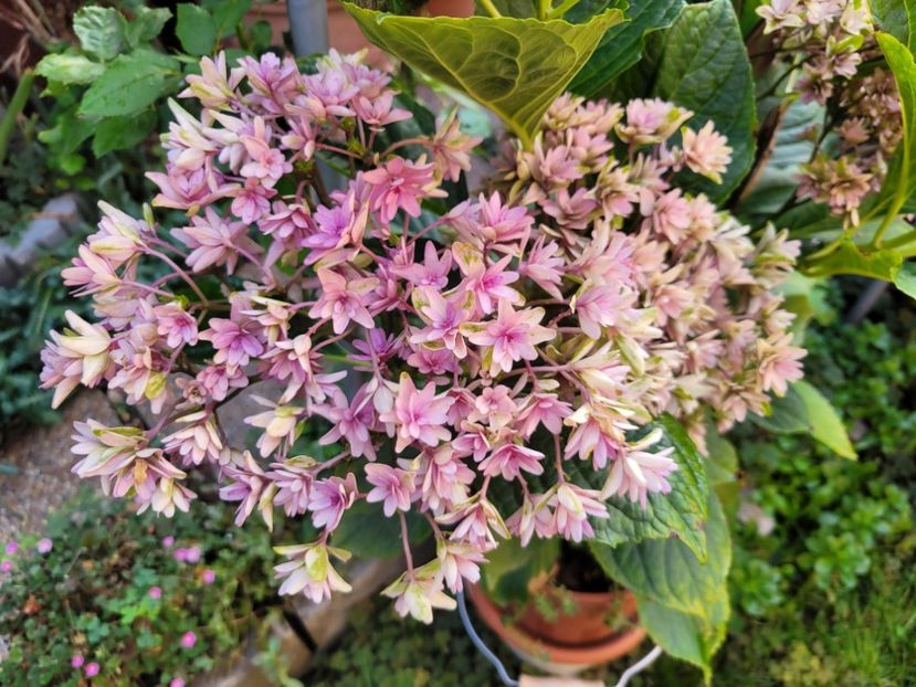  - Hortensia