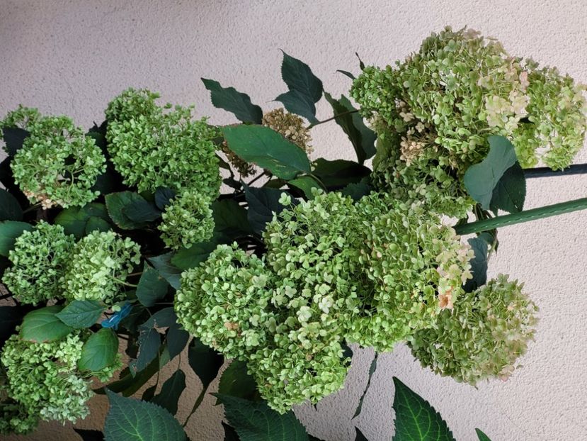  - Hortensia