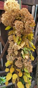  - Hortensia