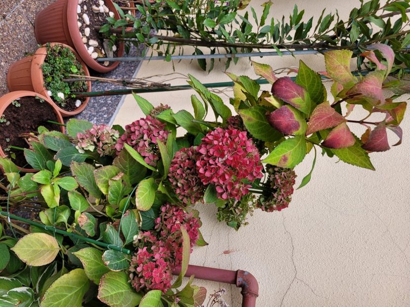  - Hortensia