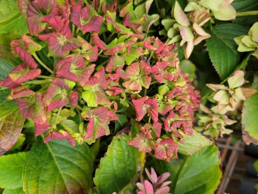  - Hortensia