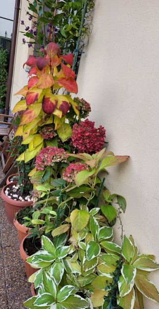  - Hortensia