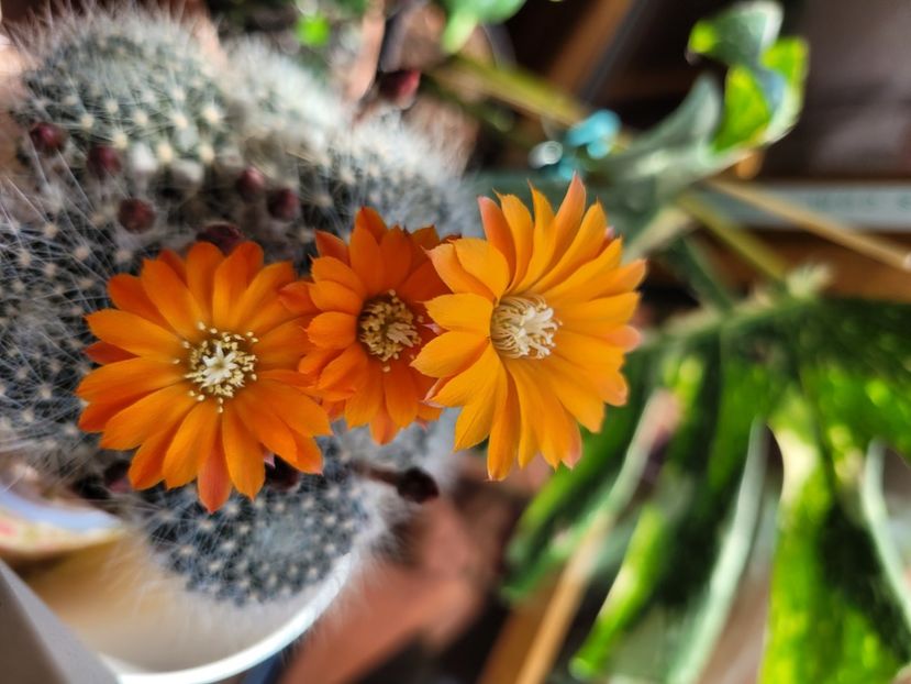  - Cactuși