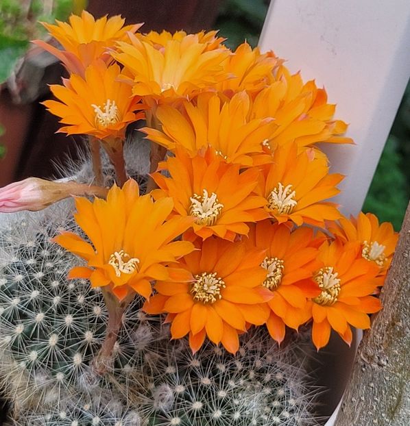  - Cactuși