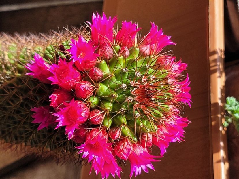  - Cactuși
