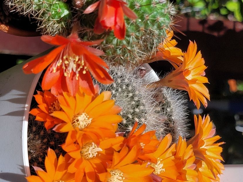  - Cactuși