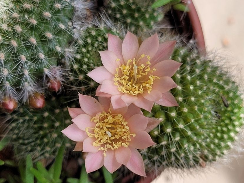  - Cactuși