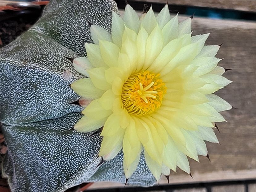  - Cactuși