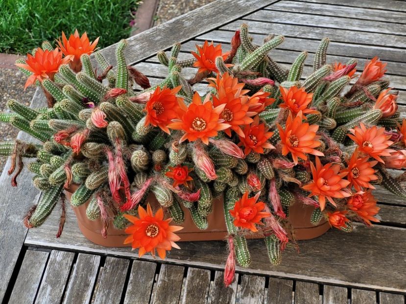  - Cactuși