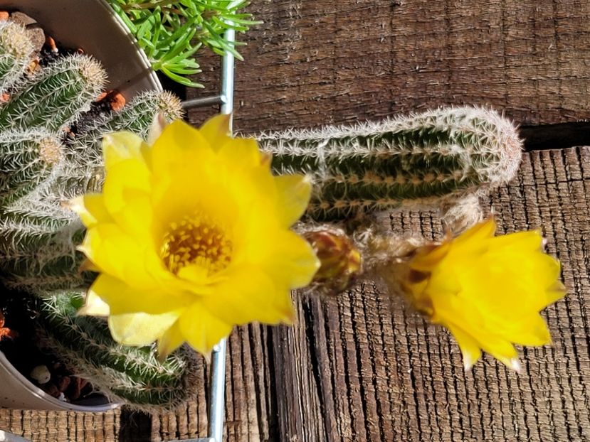  - Cactuși