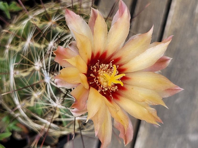  - Cactuși