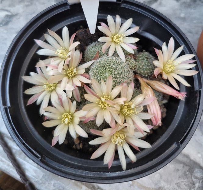  - Cactuși