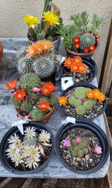  - Cactuși