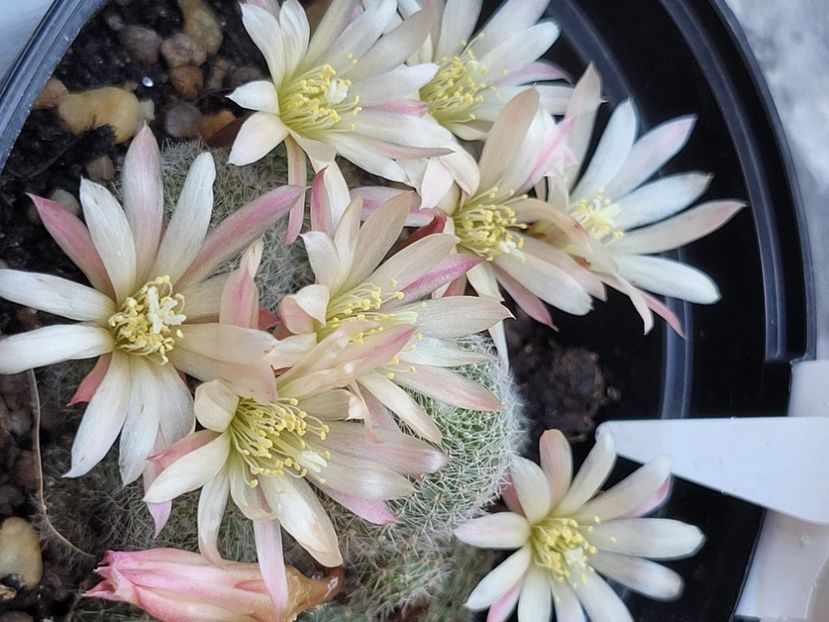 - Cactuși