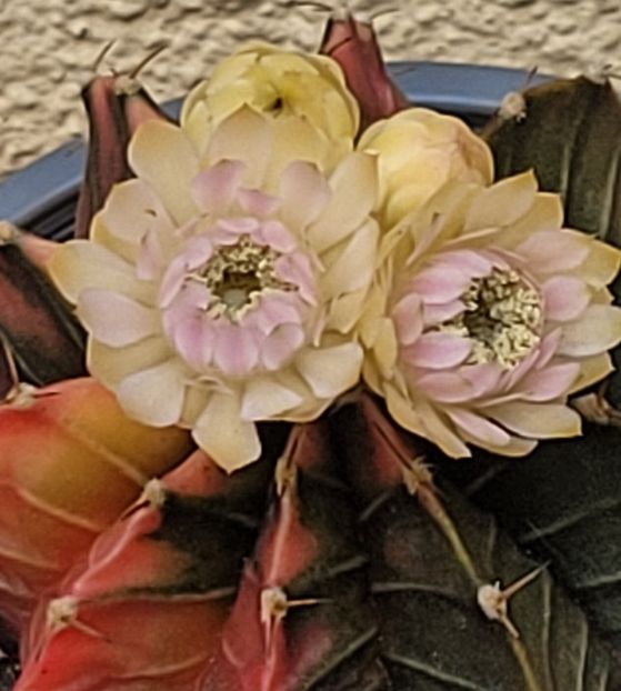  - Cactuși
