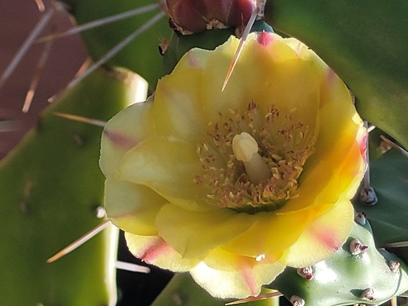  - Cactuși