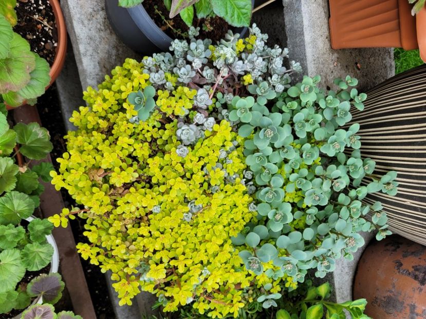  - Sedum