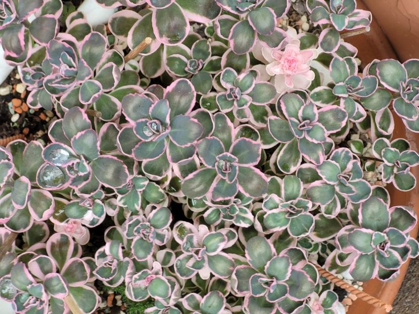  - Sedum