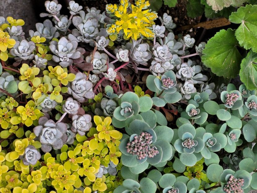  - Sedum