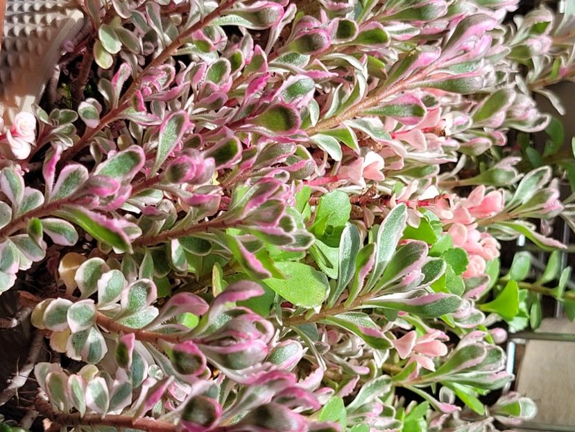  - Sedum